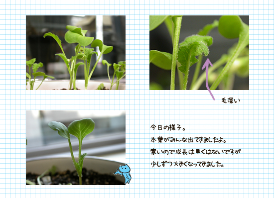 植物のあいつ