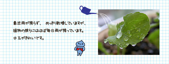 根を張るあいつ